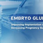 embryo glue